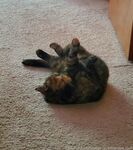 your_submissive_doll Onlyfans Leaks Nude Album - Latest leaks