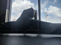 HUGE photo leak of early RoseThorneQOS photos